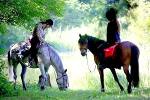 Randonnée à cheval et éthologie dans le Jura, 12-16 ans