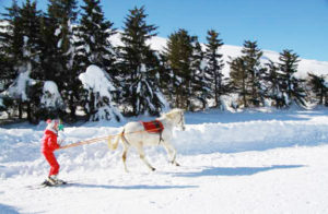 ski joering chiens traineaux vercors | Destinations Cheval