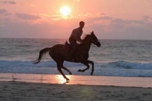 randonnee cheval dans les landes | destinations cheval