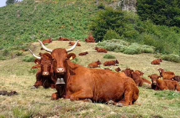 randonnee cheval ado auvergne | Destinations Cheval