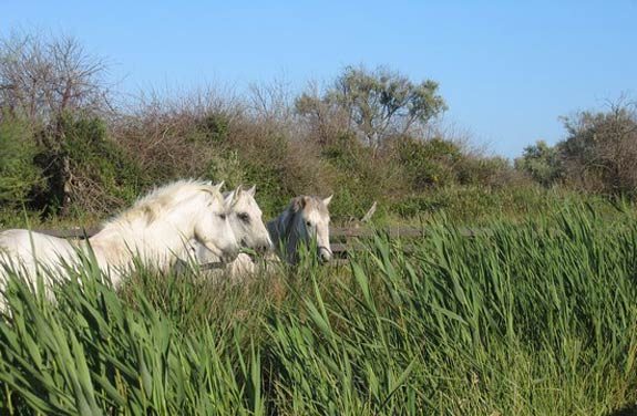 Randonnée à cheval Luberon Alpilles Camargue | Destinations Cheval