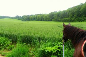 Week end randonnée à cheval dans le Vexin