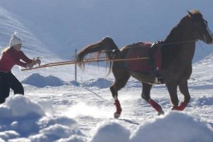 Ski-joëring et chiens de traineaux dans le Vercors, 11-14 ans