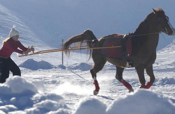 ski joering chiens traineaux vercors | Destinations Cheval