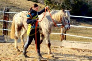 Stage éthologie et cheval dans le Jura