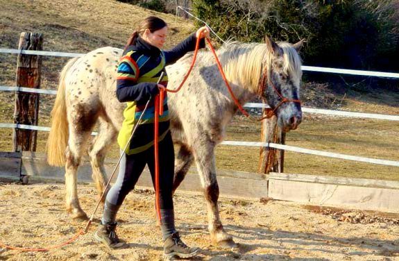 stage ethologie cheval | Destinations Cheval