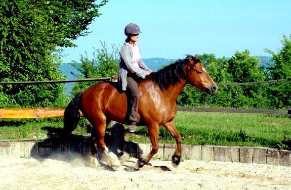 stage ethologie cheval | Destinations Cheval