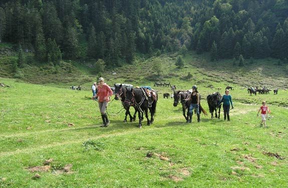 Transhumance de chevaux Pyreneens | destinations cheval