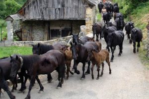 Transhumance des chevaux Mérens dans les Pyrénées