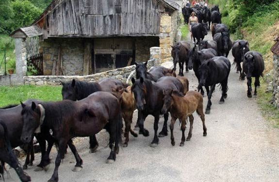 Transhumance de chevaux Pyreneens | destinations cheval