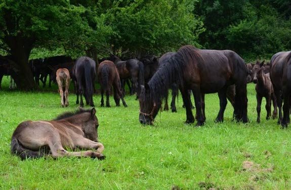 Transhumance de chevaux Pyreneens | destinations cheval