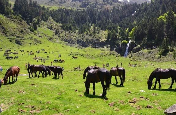 Transhumance de chevaux Pyreneens | destinations cheval