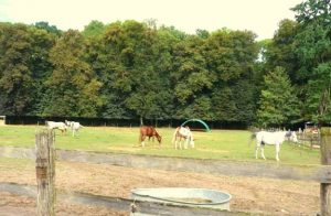 initiation au cheval | destinations cheval