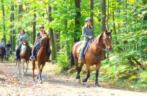 initiation au cheval | destinations cheval
