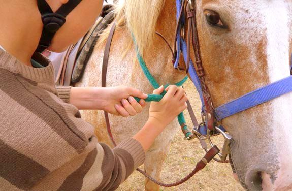 stage initiation cheval sarthe