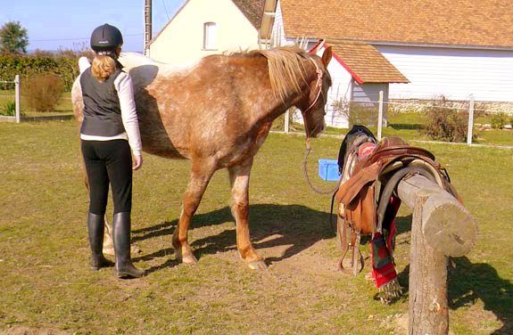 stage initiation cheval sarthe