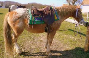 stage initiation cheval sarthe