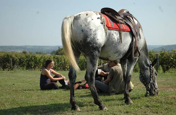 À cheval dans la Sarthe