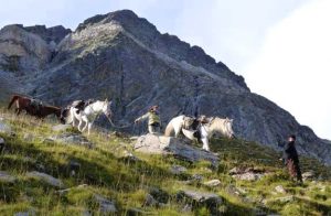 rando cheval pyrenees catalanes | destinations cheval