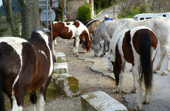 grande transhumance à cheval | destinations cheval
