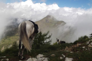 Randonnée à cheval dans les Alpes entre France et Italie