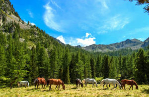 grande transhumance à cheval | destinations cheval