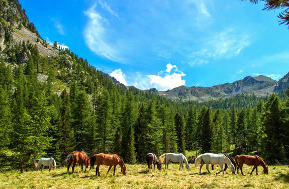 grande transhumance à cheval | destinations cheval