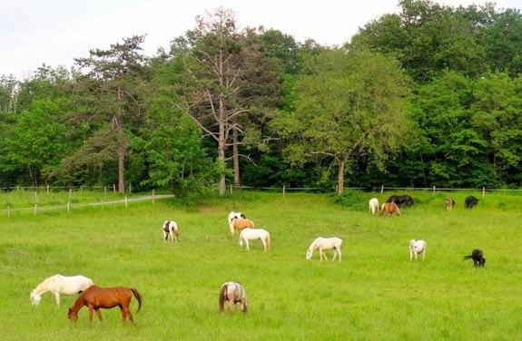 stage d'équitation pour adulte