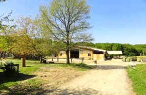 stage d'équitation enfant ado