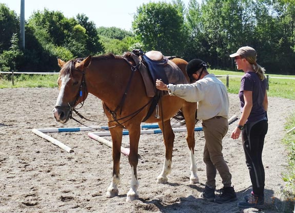 stage d'équitation pour adulte