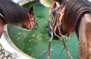 randonnée cheval périgord