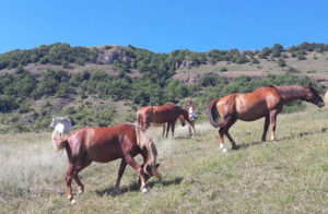 stage d'équitation en Aveyron