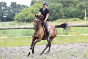 Stage équitation pour adulte dans les Landes, perfectionnement