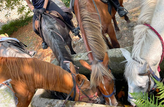 chevaux buvant dans une fontaine lors d'une randonnée à cheval en Ardèche