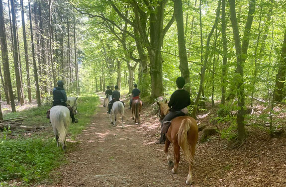 paysage d’une randonnée équestre en Ardèche, foret