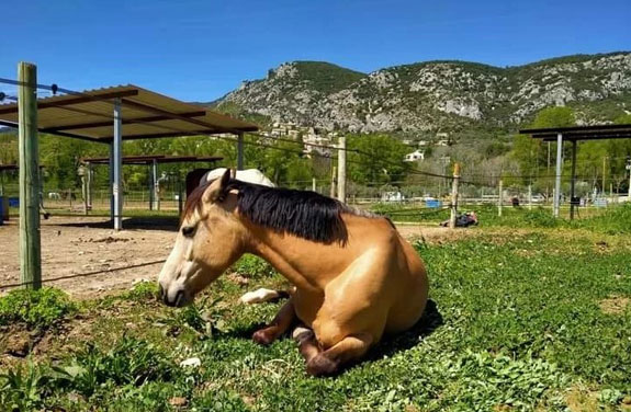 chevaux stage alpes