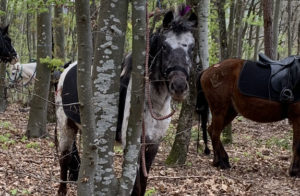 randonnee cheval ado ardech