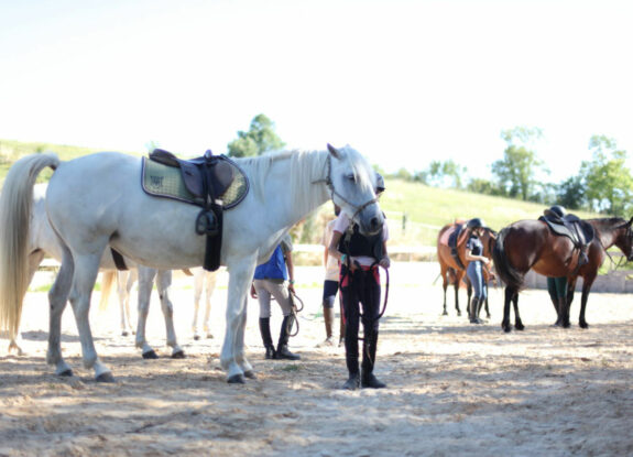 equitation ethologique