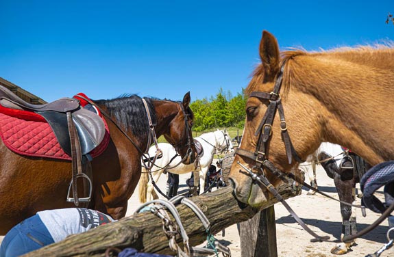 stage d'équitation pour adulte