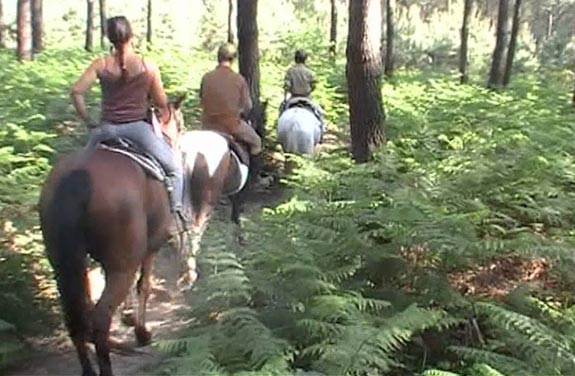 stage d'équitation pour adulte