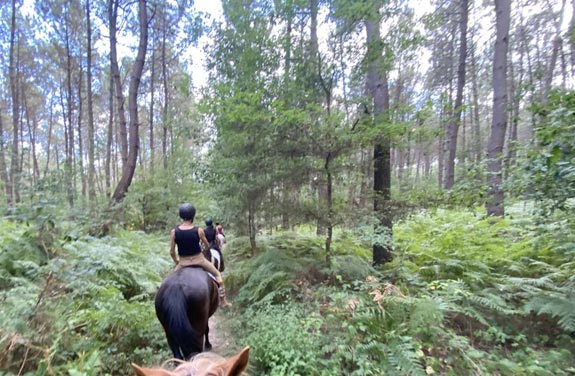 stage d'équitation pour adulte