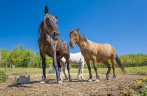 stage d'équitation pour adulte