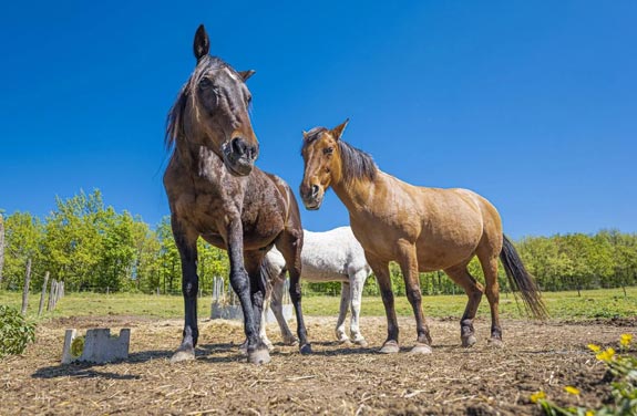 stage d'équitation pour adulte