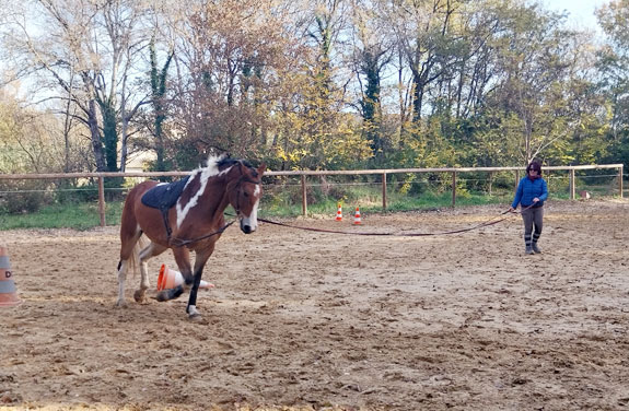 travail du cheval en longe lors du stage dans la drôme