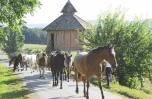 Chevaux en liberté se déplaçant du pré vers le centre équestre de la colonie
