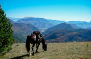 2 jours à cheval dans les hautes alpes cheval broute