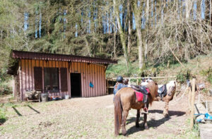 Préparation des chevaux Islandais