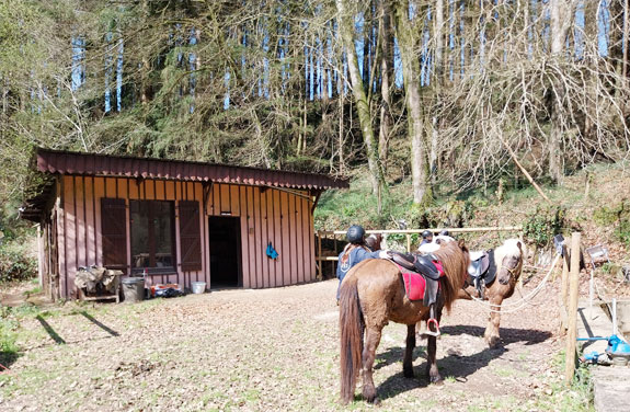 Préparation des chevaux Islandais