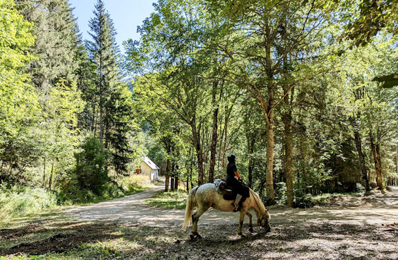 randonnée à cheval dans les Hautes Alpes forêt de pins