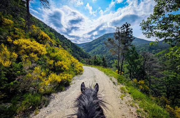 randonnée à cheval dans les Hautes Alpes route avec genêts